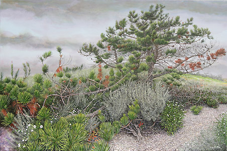 Point Lobos Pine, Giclee Print